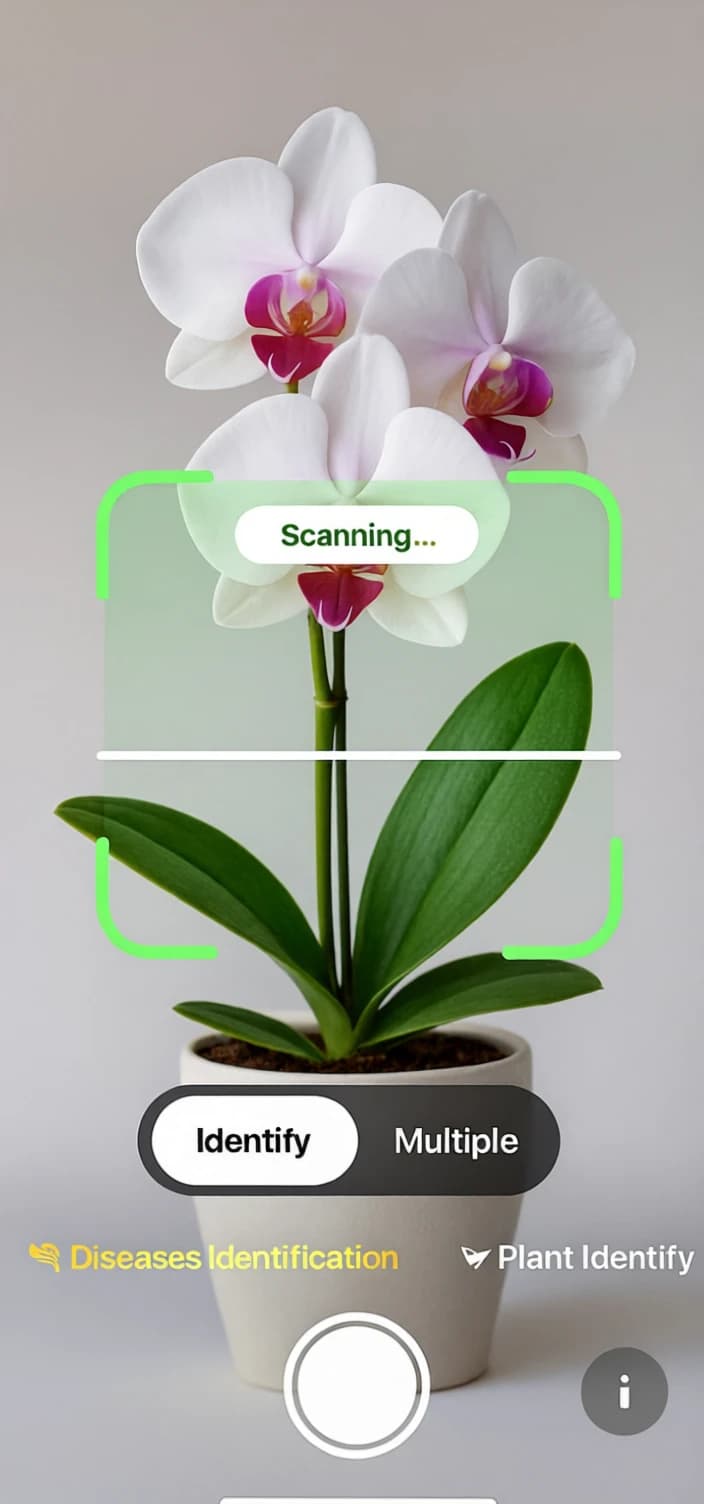Fylora identification screen with an orchid in the camera frame