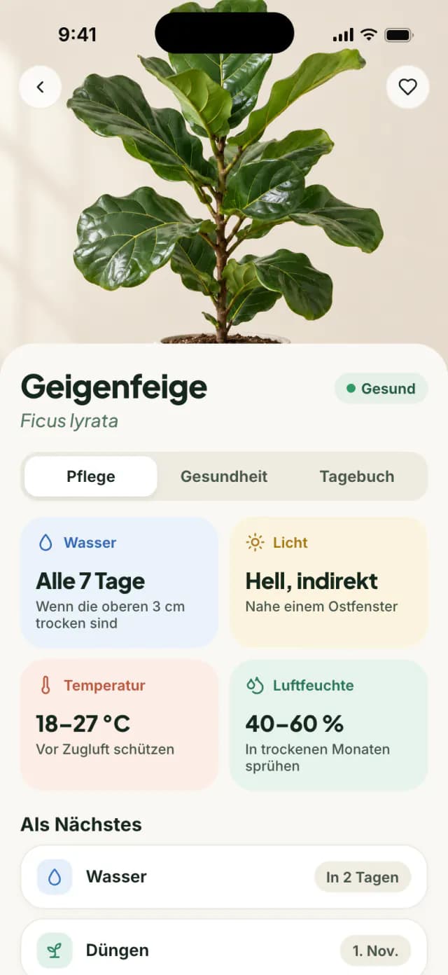Pflegeseite einer Geigenfeige mit Tipps zu Wasser, Licht, Temperatur und Luftfeuchtigkeit