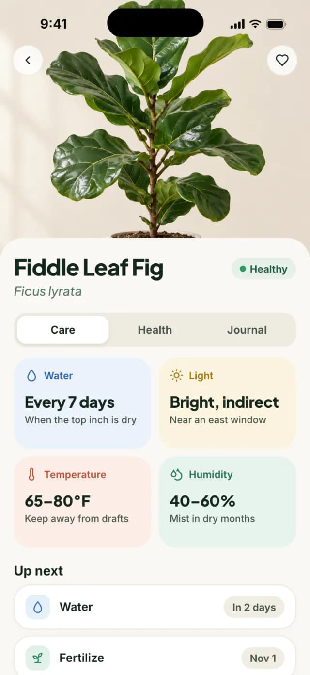 Care page for a fiddle-leaf fig with water, light, temperature and humidity tips