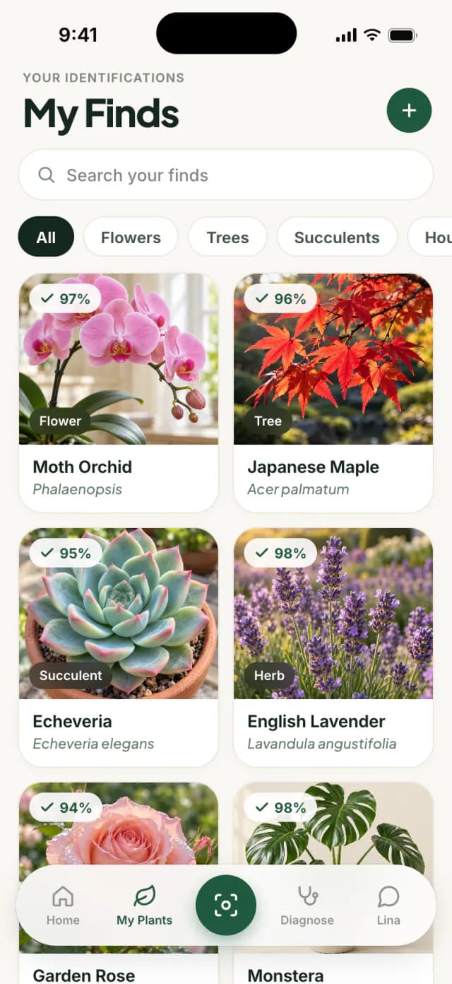 History of identified plants: orchid, Japanese maple, echeveria, lavender, rose and Monstera