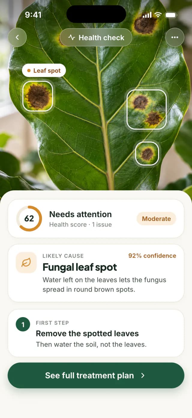 Health check suggesting a likely cause and a first step for spotted fig leaves