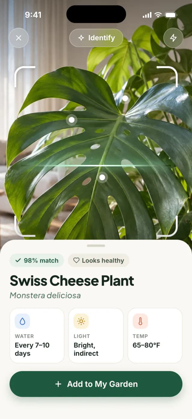 Identification result for a Swiss cheese plant, Monstera deliciosa, with care tips