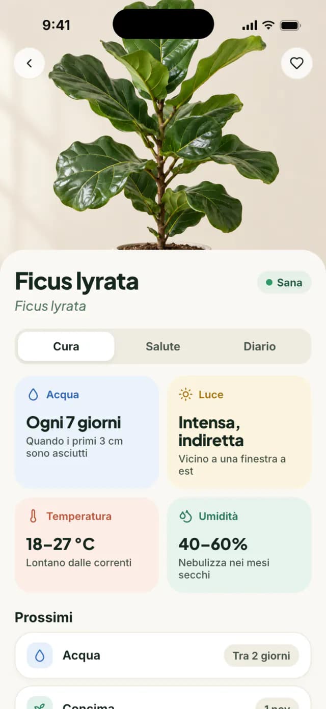 Scheda di cura di un ficus lyrata con consigli su acqua, luce, temperatura e umidità