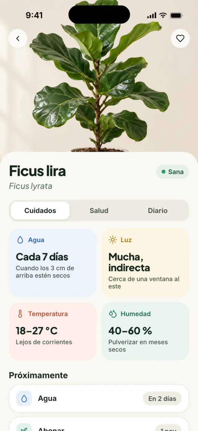 Ficha de cuidados de un ficus lira con consejos de riego, luz, temperatura y humedad