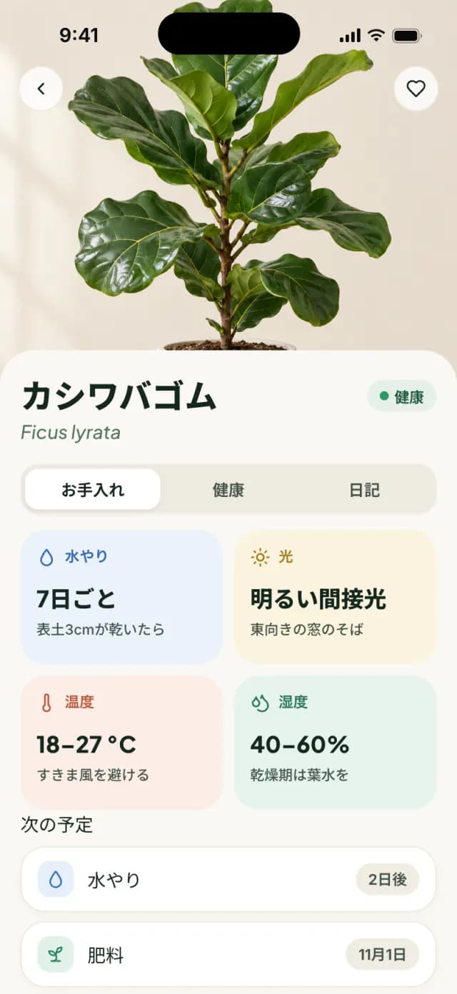 カシワバゴムノキのお手入れページ。水やり、光、温度、湿度のヒント