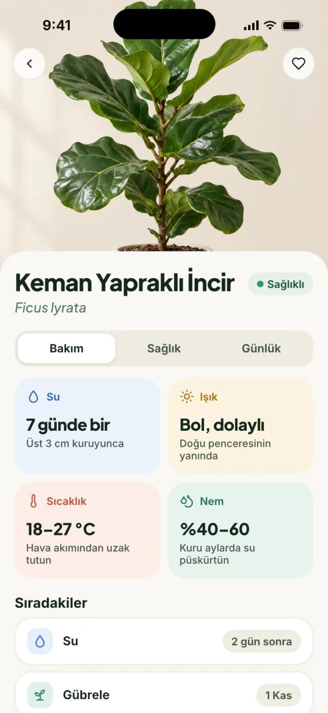 Keman yapraklı incir için sulama, ışık, sıcaklık ve nem önerileri içeren bakım sayfası